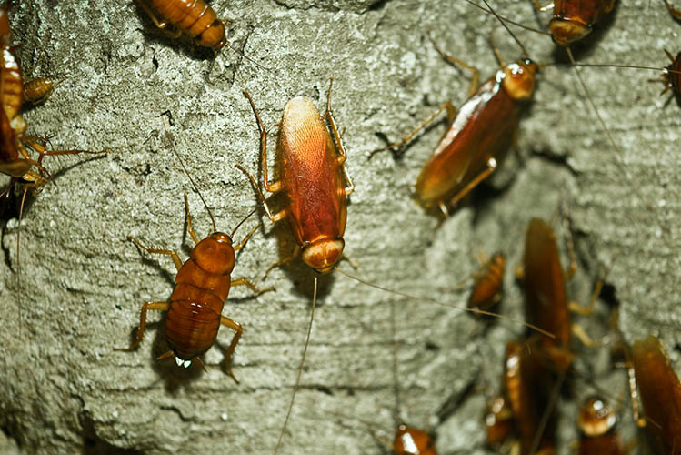 cockroaches on a wall