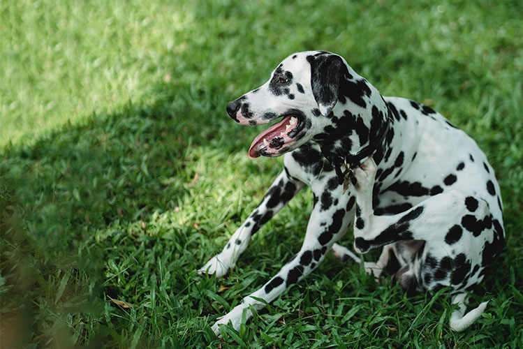 dalmatian dog on grass scratching flea