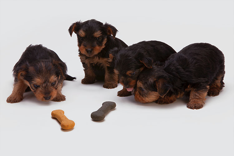 dog treats for puppies