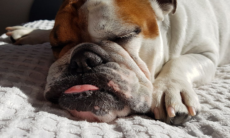english bulldog sleeping