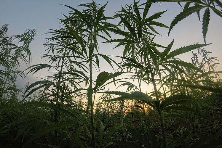 green cannabis plants