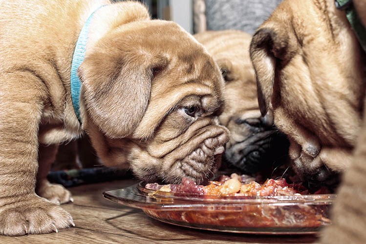 puppies dogue de bordeaux eating